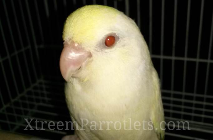 white-fallow-turquoise-pied-for-sale