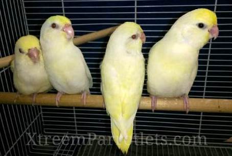 White Fallow Turquoise Pied Parrotlets