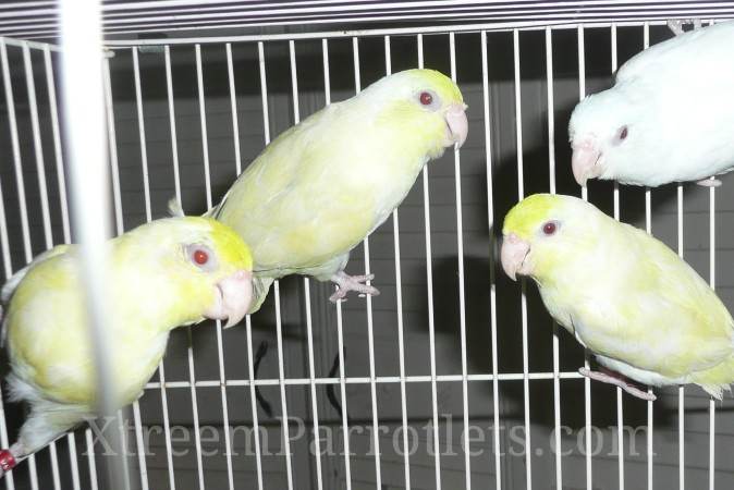 White Turq Fallow Parrotlet