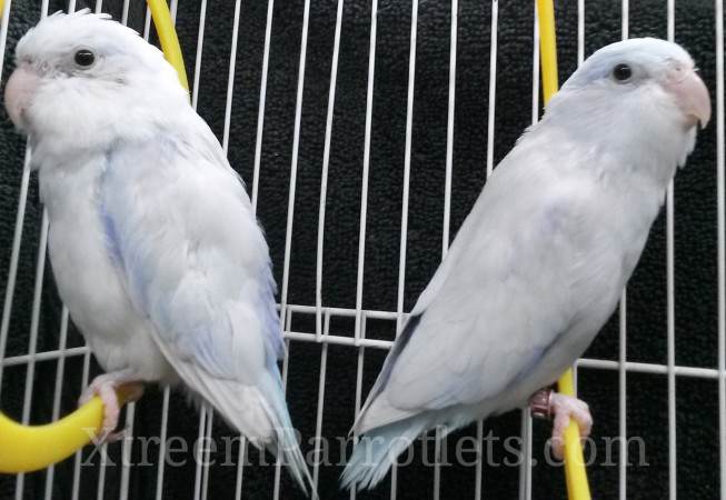 xtreem-white-parrotlets