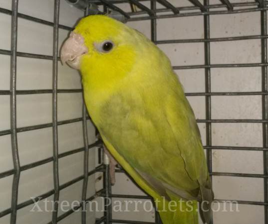 European Yellow Parrotlets