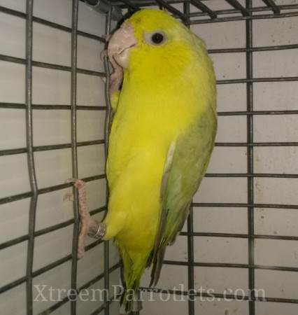 European Yellow Parrotlet