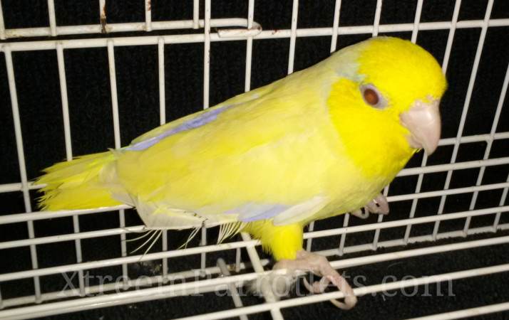 yellow-fallow-parrotlet