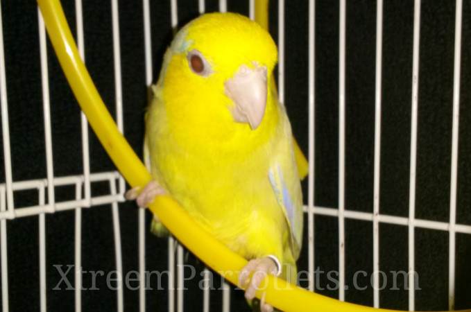yellow-fallow-parrotlet-bird