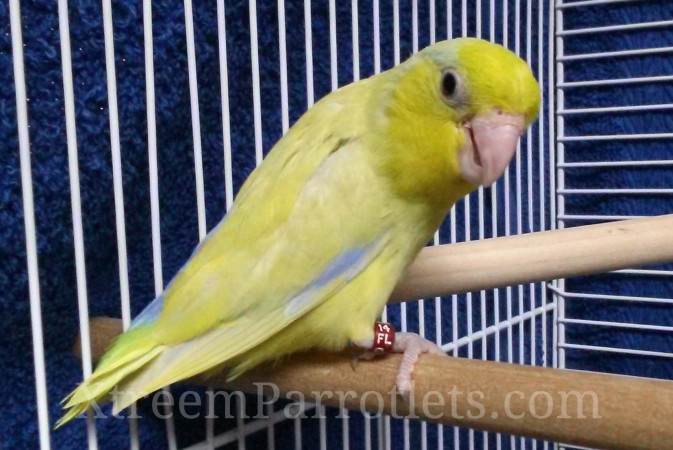 yellow-parrotlet-for-sale