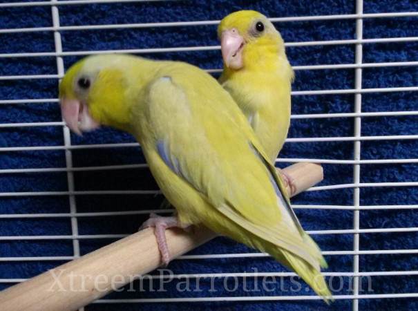 yellow-parrotlets