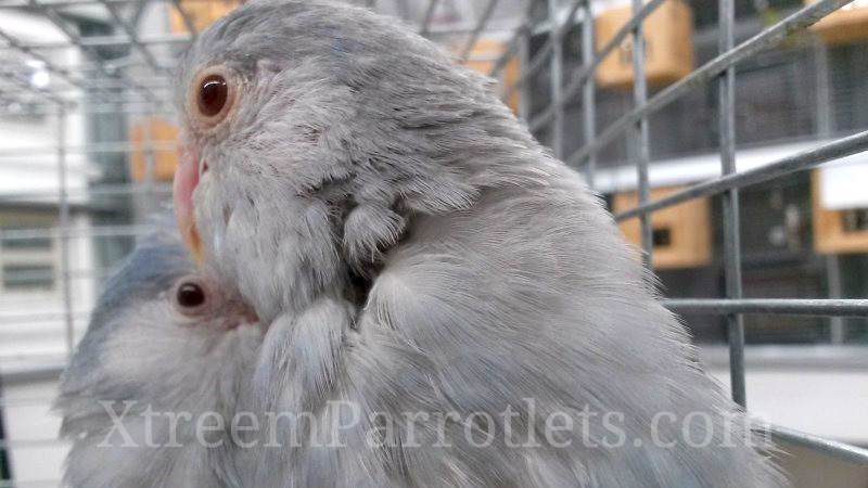 Mauve Parrotlets