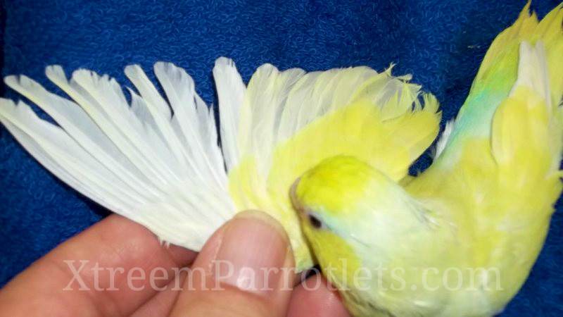 Rare White Fallow Turquoise Pied Parrotlet