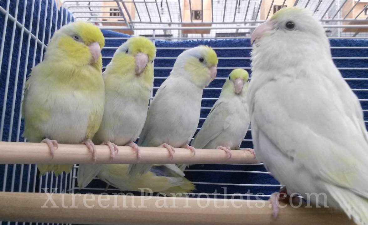 Photo inspiration: Dilute Turquoise Parrotlets Photo Inspiration