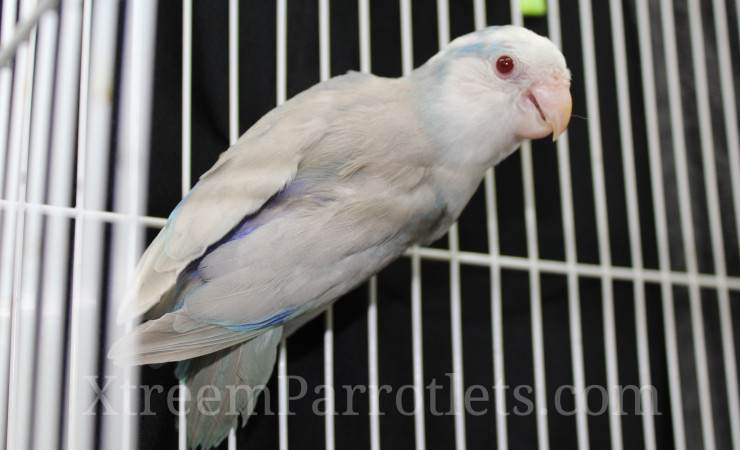 Blue Pied Fallow Parrotlet