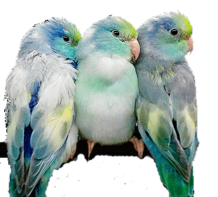 Parrotlet Behavior Normal And Abnormal - Xtreem Parrotlets - Mastering Tame Parrotlet Behavior For Life