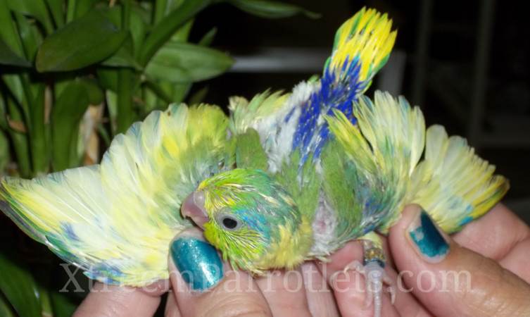 Rare Young Turquoise Yellow Pied Parrotlets