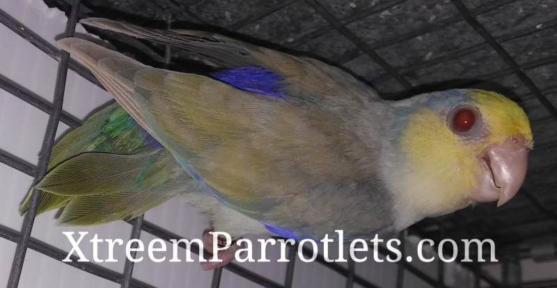 Turquoise Fallow Pied