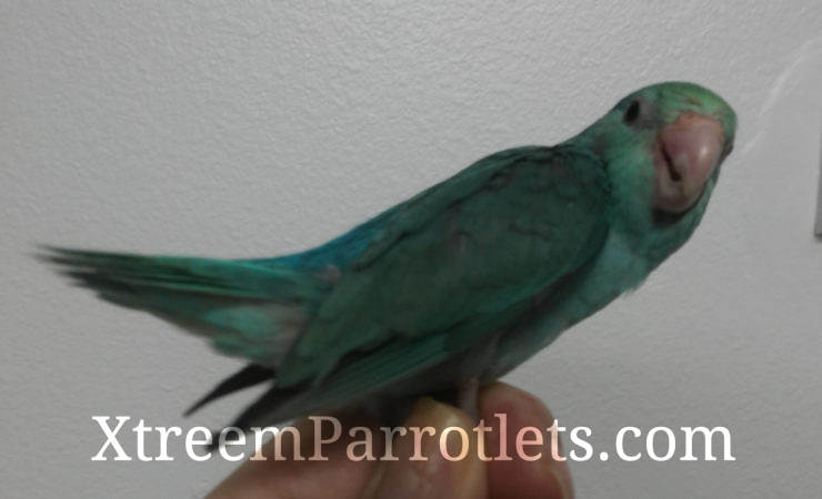 turquoise parrotlet