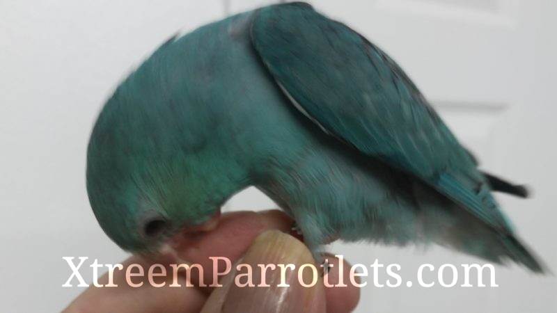 turquoise parrotlet