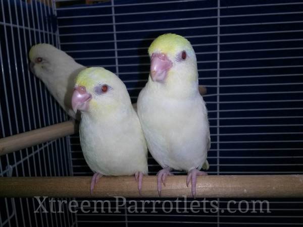 Creamino Parrotlet Mutation