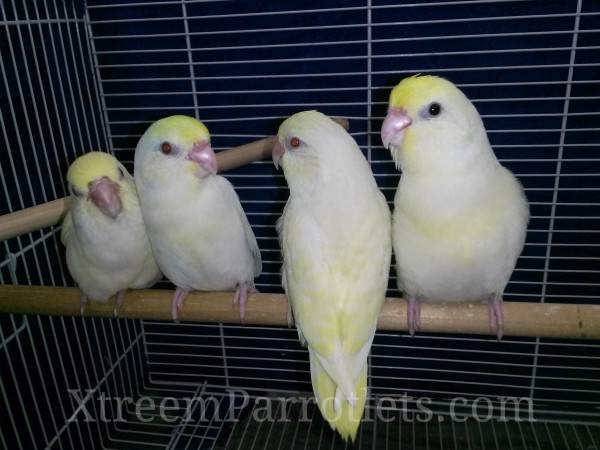 Creamino Parrotlets For Sale
