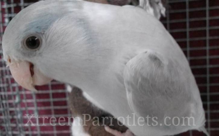 Cobalt Cinnamon Fallow Pied Misty