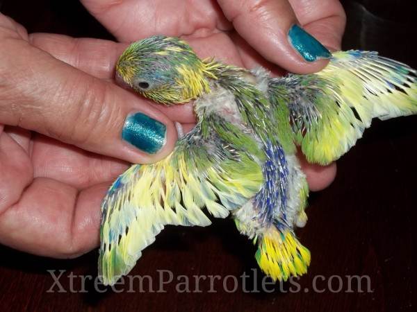 Baby Parrotlets for Sale