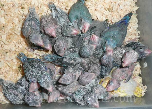 Mixed Group Parrotlets