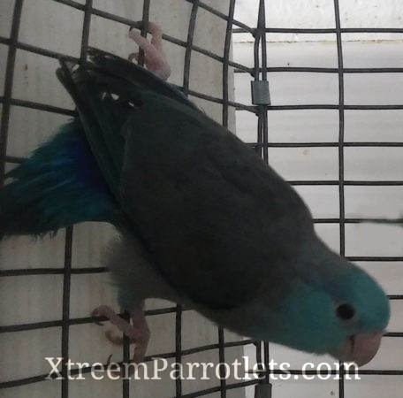 Dark Factor Parrotlet for sale