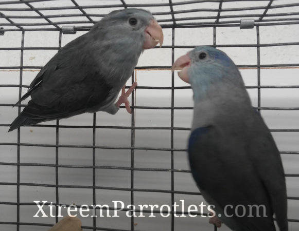 dark-factor-parrotlets