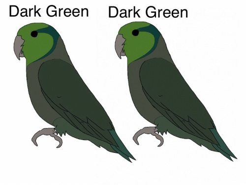 Dark Green (D) x Dark Green (D) Pairing a dark factor green to a dark factor green means that each parent has the chance of giving its offspring a single factor gene and also the chance of doubling up on the dark factor to produce double dark factor offspring. Offspring will be 25% green, 50% dark green and 25% olive