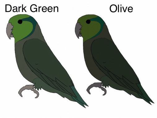Dark Green (D) x Olive (DD) Both parents are carrying the dark factor gene so chances are 50% dark green and 50% olive. You will not breed greens. But this pairing is not ideally the way to breed olives. Olives are still small in size and we need to improve the quality of bird by pairing back to good greens and trying to breed really good sized dark greens. 