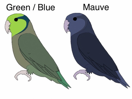 Green split Blue x Mauve (DD Blue) 50% dark green/blue and 50% cobalt No olives or mauves as the normal Blue parent isn't carrying a 'D' factor. Only the one parent is carrying the dark gene (twice). This combination can be used the same if you have a blue x olive split blue.