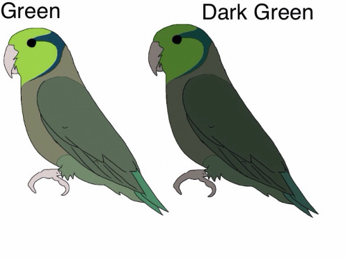 Green (no dark factor) x Dark Green (D) This pairing means that only the dark green parent will pass on a Single Dark factor gene to its young. So basically 50% will be green (wild colour) and due to half the parents putting in the dark gene 50% dark greens.