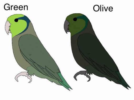 Green x Olive (DD) In this pairing the dark factor is carried over once (from the Olive) as a normal visual green is unable to pass on a dark factor. This pairing will breed 100% dark greens.