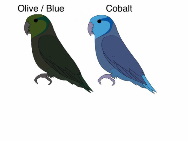 Parrotlet Mutation Chart