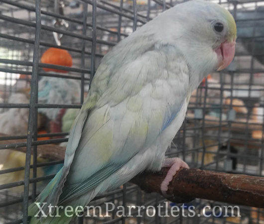 Turquoise Pastel Parrotlet