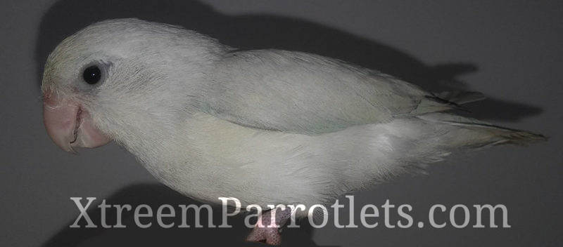 White Turquoise Pastel Parrotlet