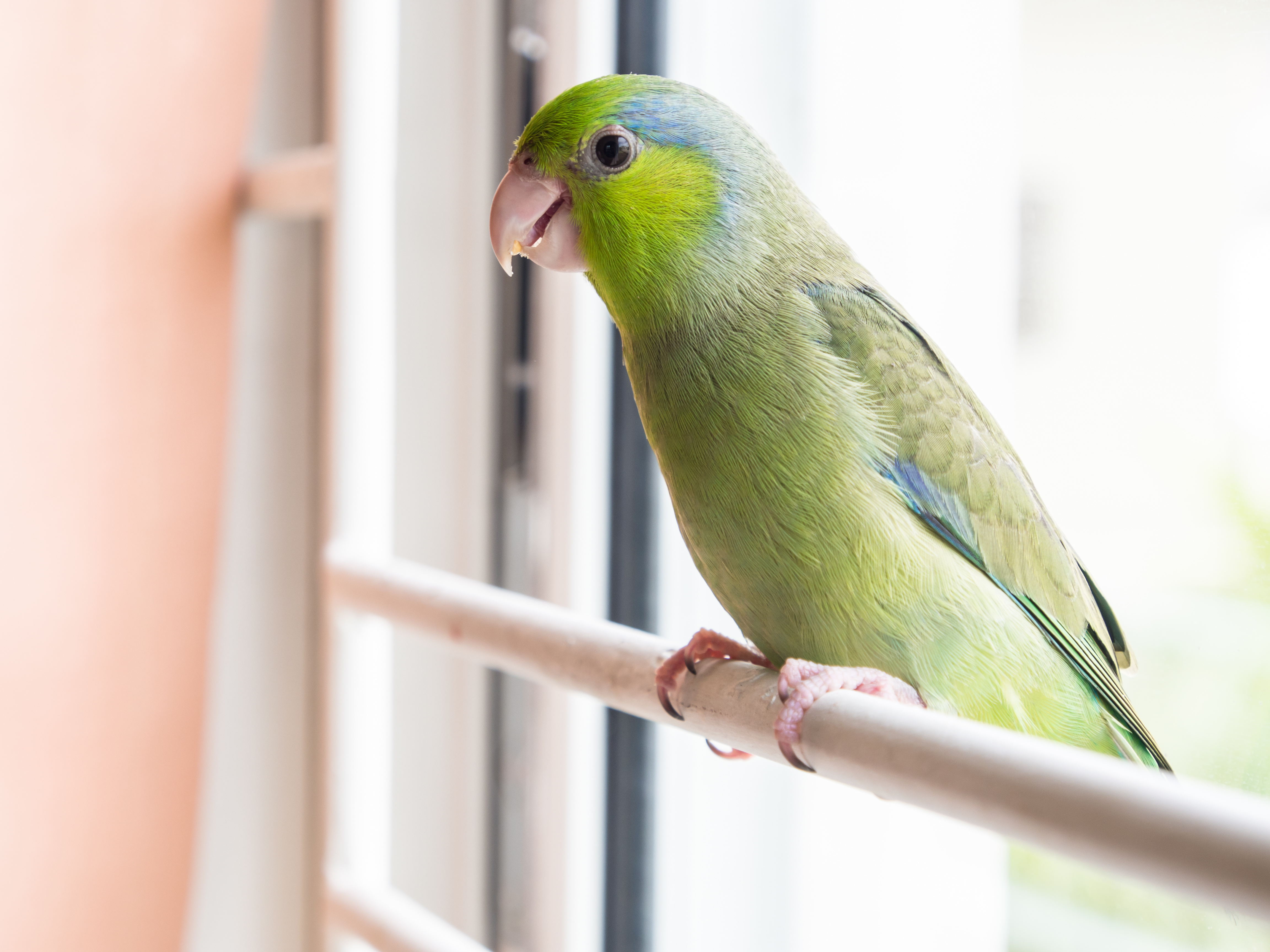 parrotlets as pets